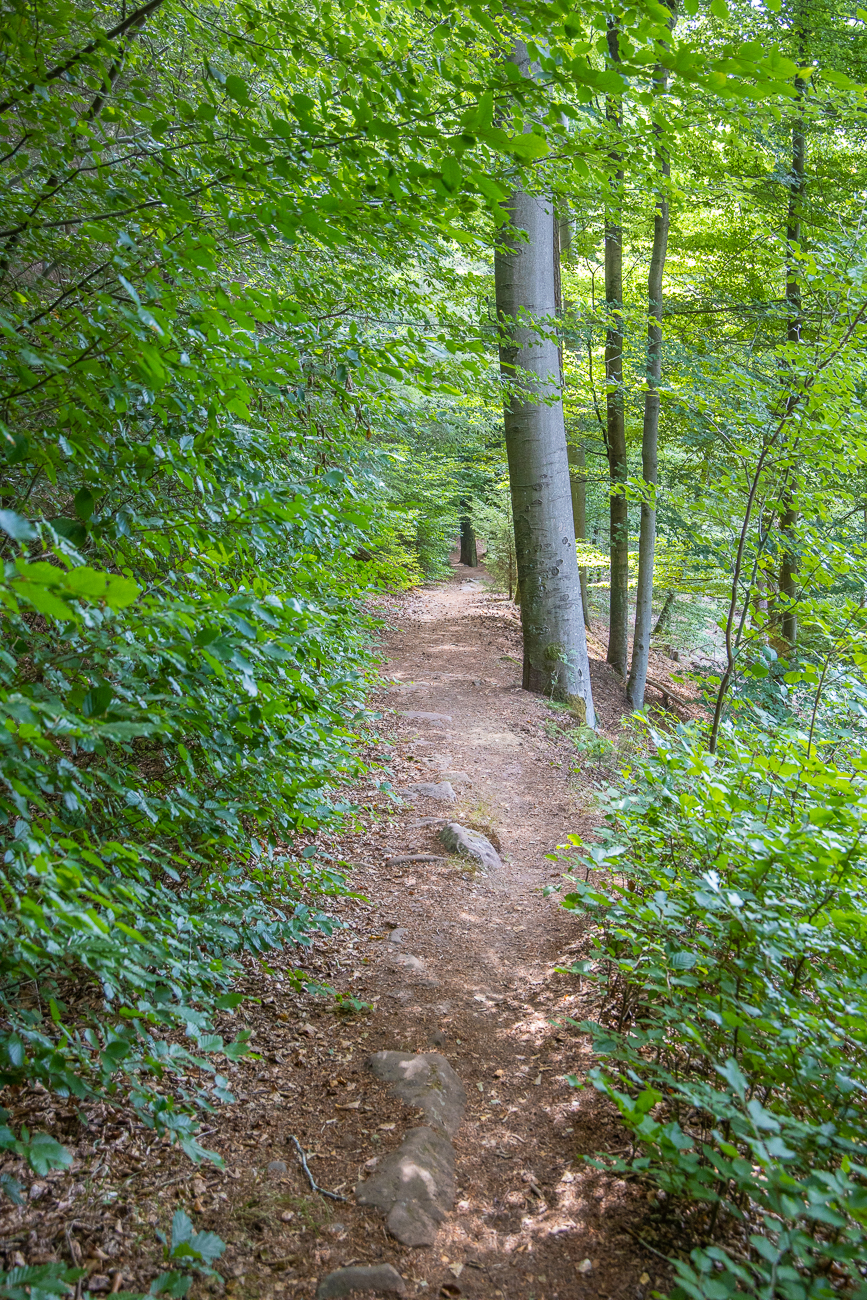 Durch den Wald geht es ...
