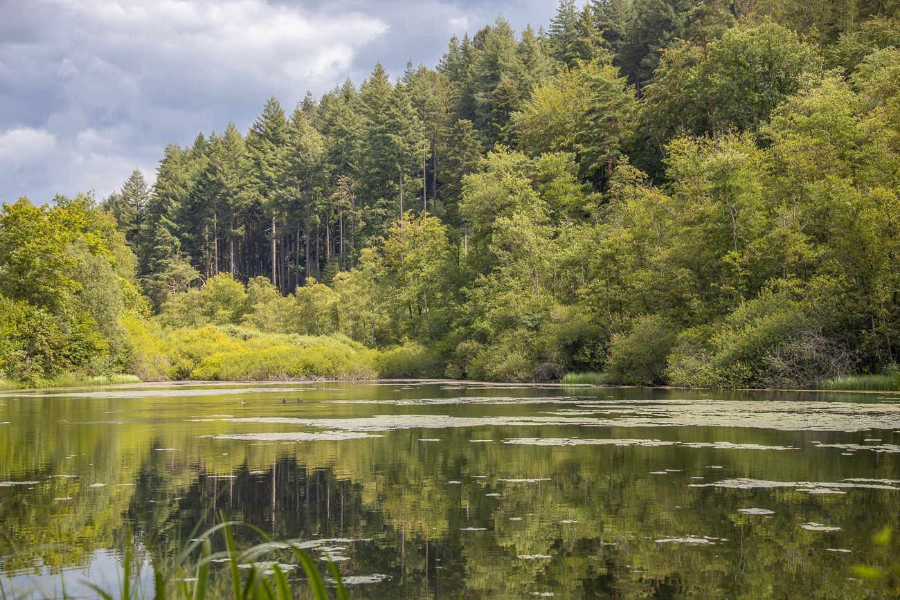... die in einen schönen Teich bei Oberhammer fließt