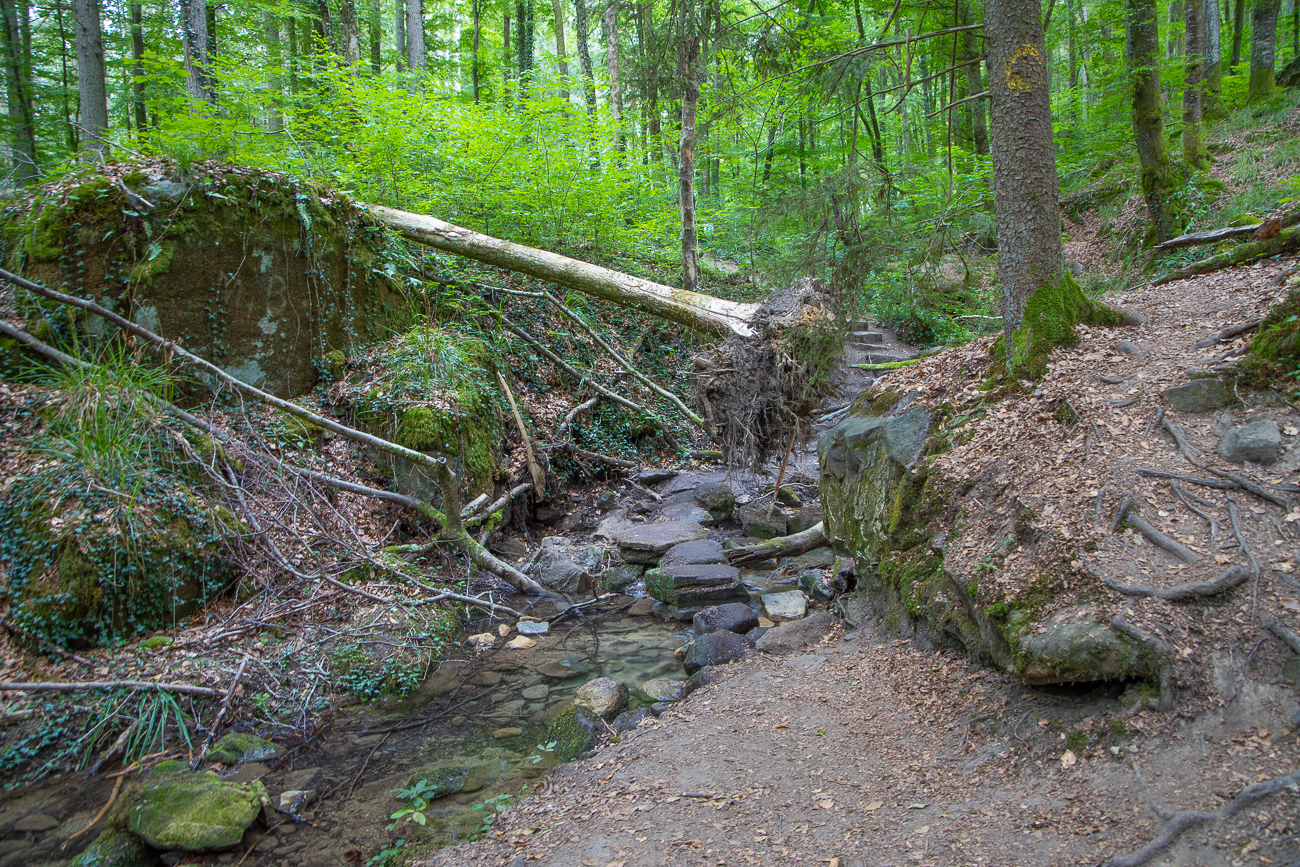 Bachlauf zur Prüm