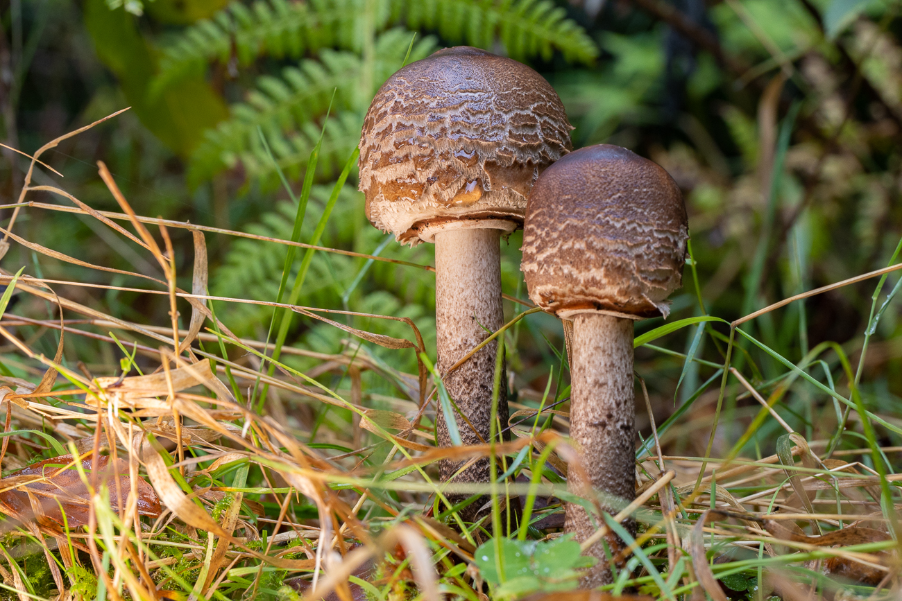 ... liefen mir hauptsächlich Pilze ...