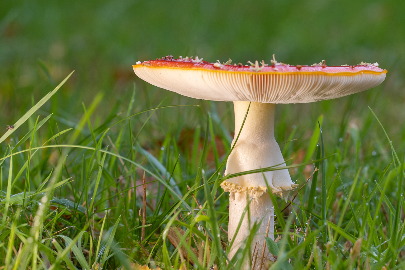 Fliegenpilz