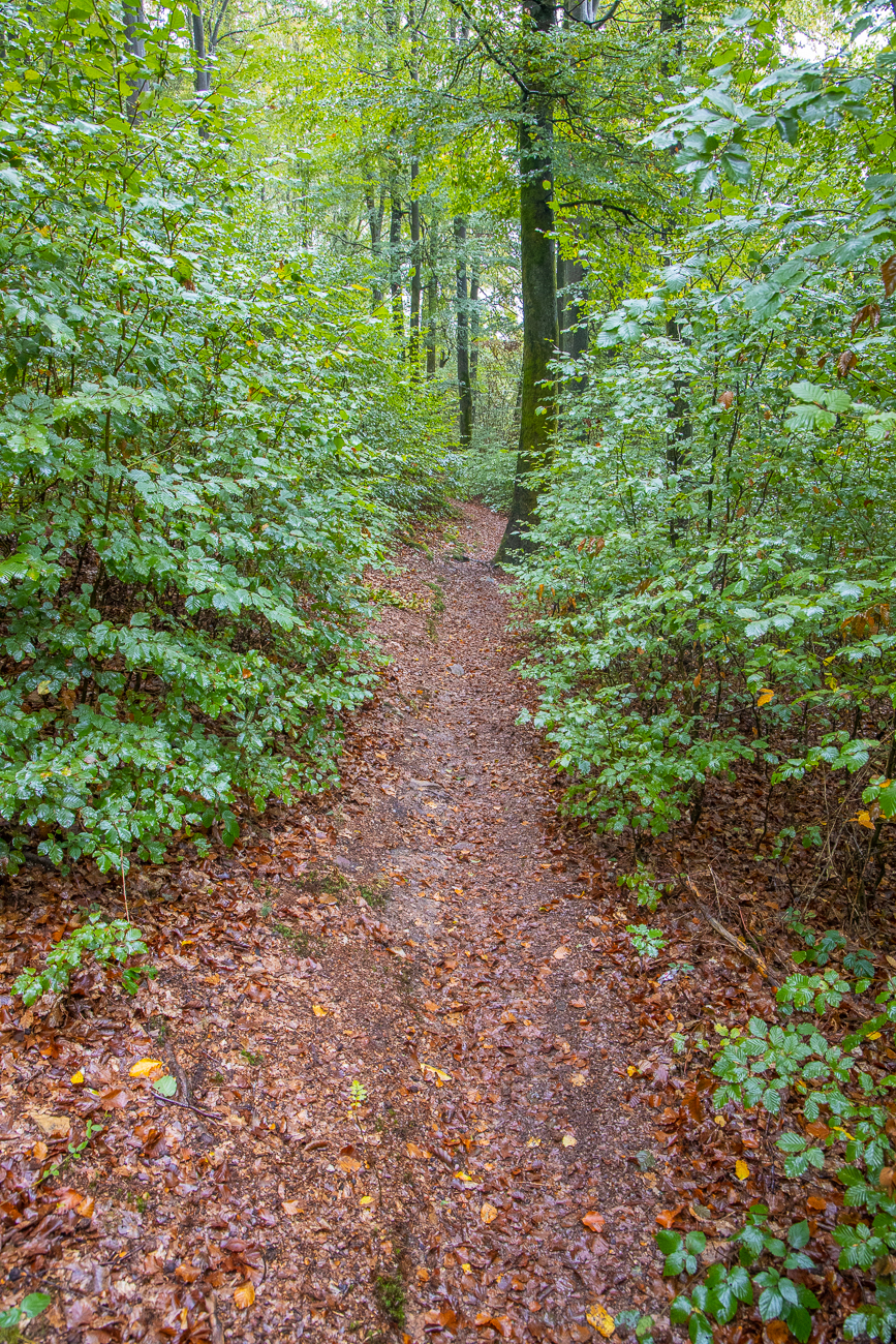 Feuchter Waldweg