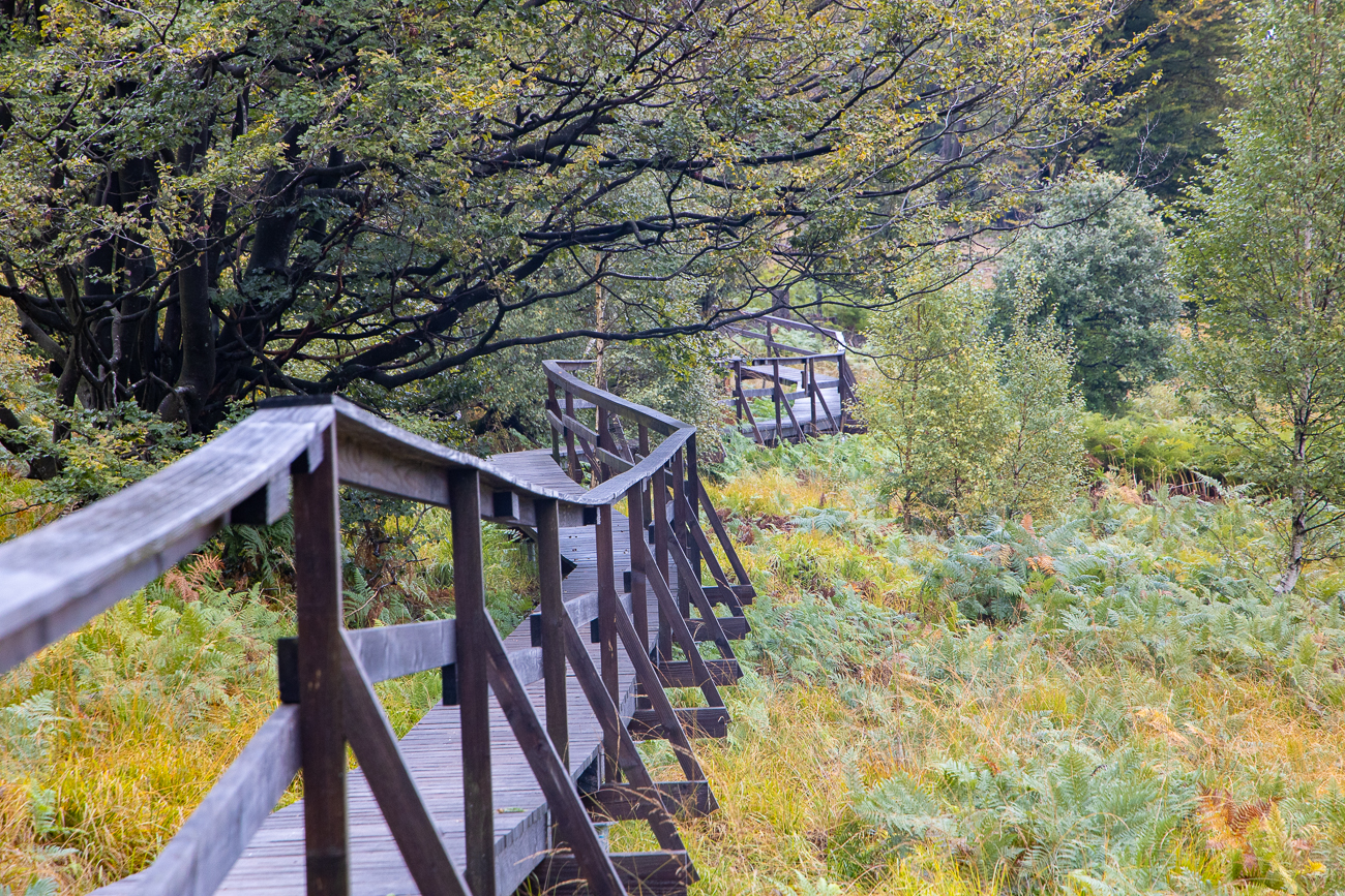 Holzsteg am Ochsenbruch