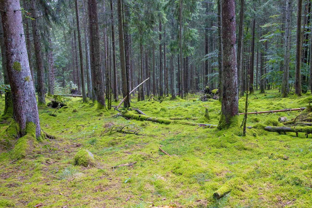 Moosflächen im Wald