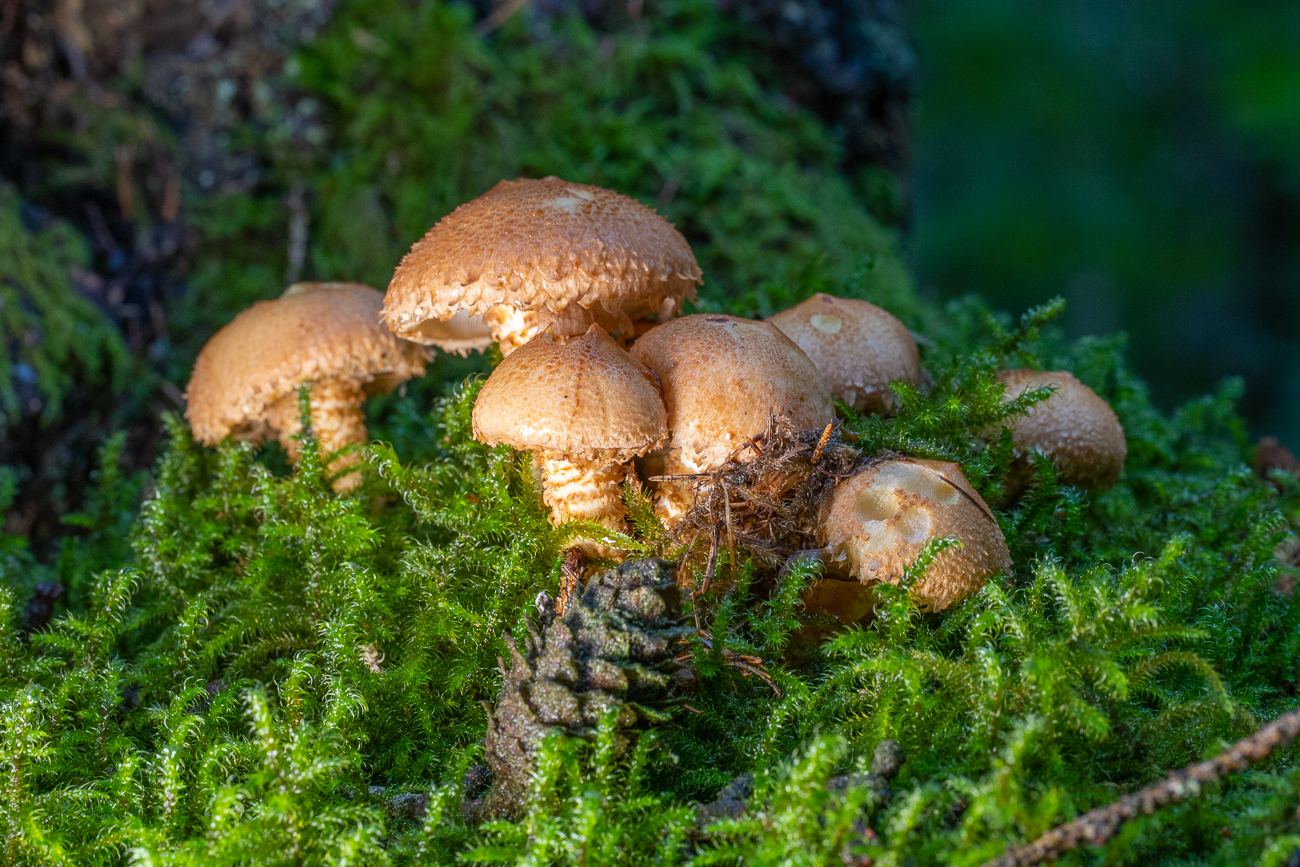 Pilzgruppe im Moos