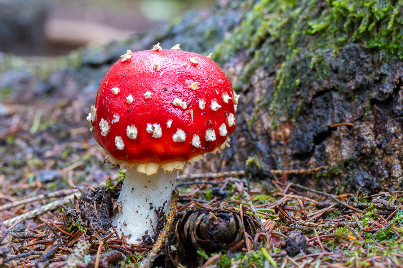 Fliegenpilz