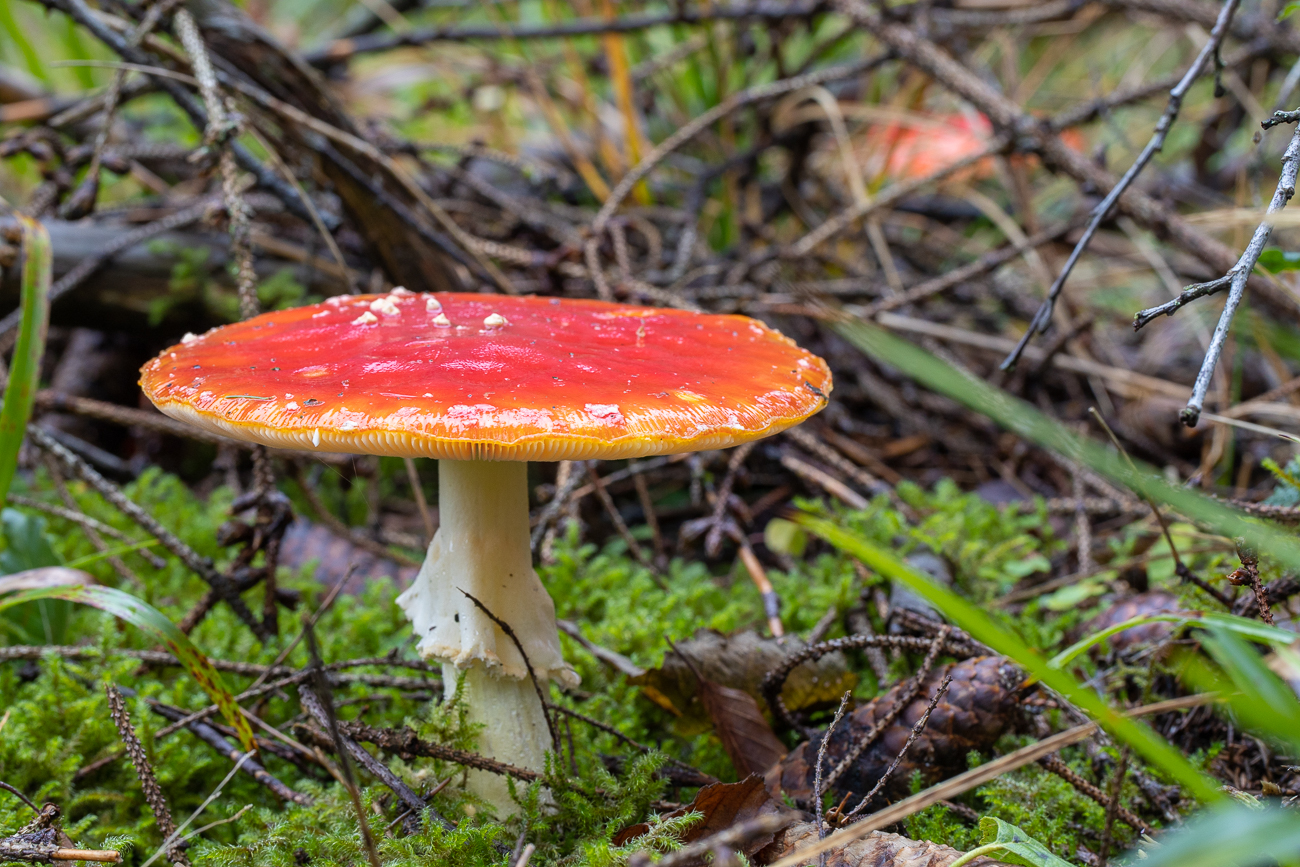 Fliegenpilz