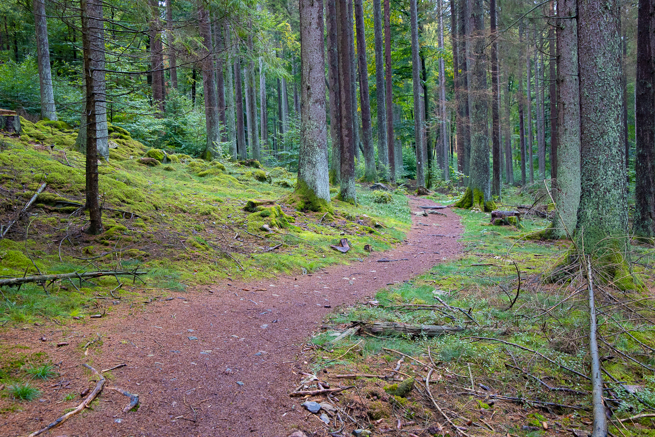 Waldweg