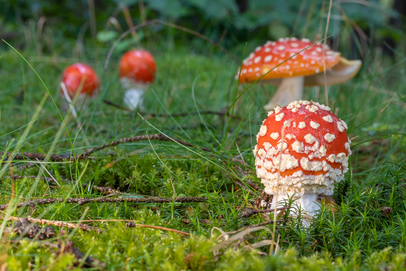 Hexenkreis