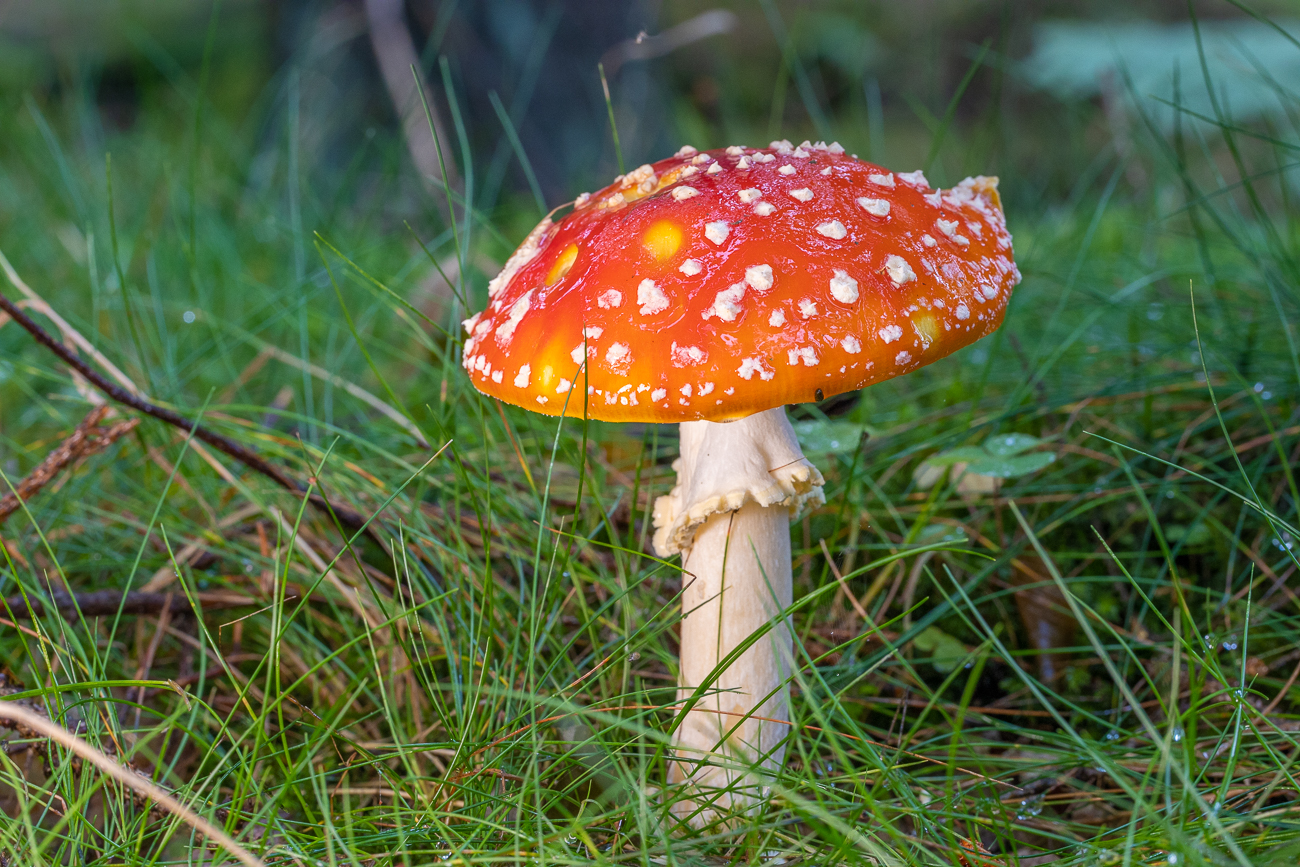 Fliegenpilz