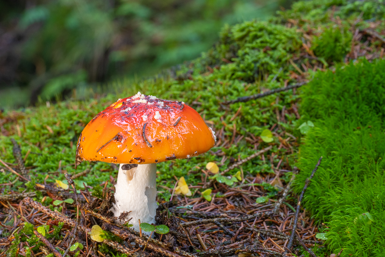 Fliegenpilz