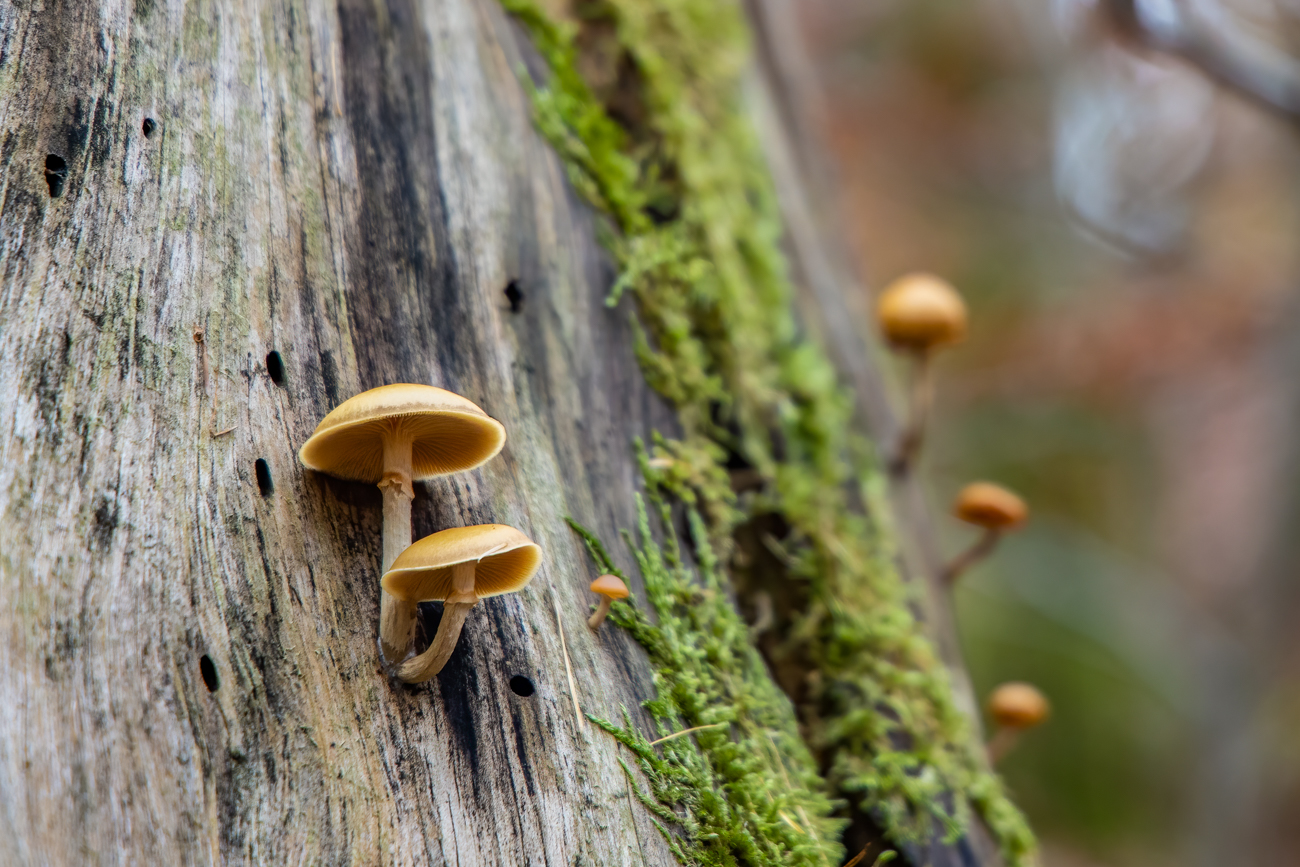 Pilze an einem Baumstumpf