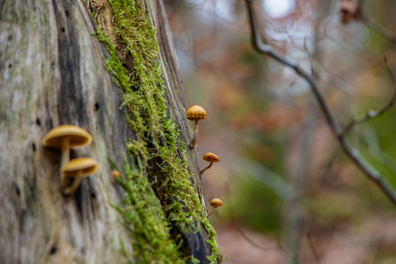 Pilze an einem Baumstumpf