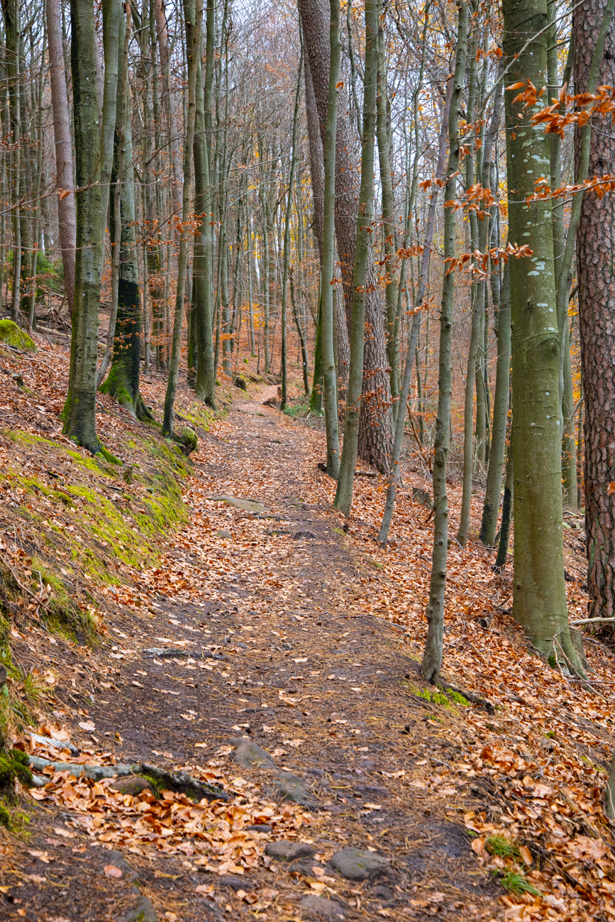Waldweg