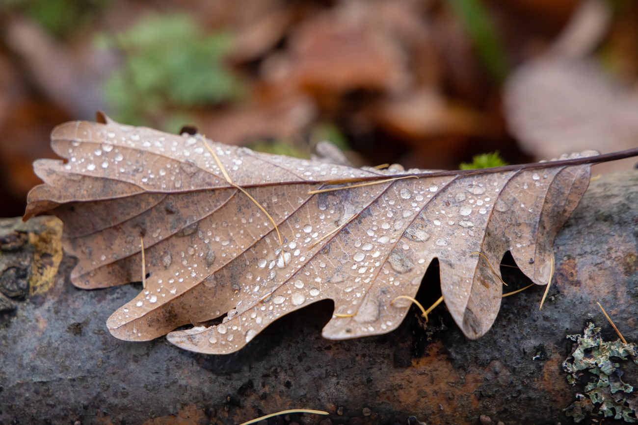 Blatt mit Wassertröpfchen