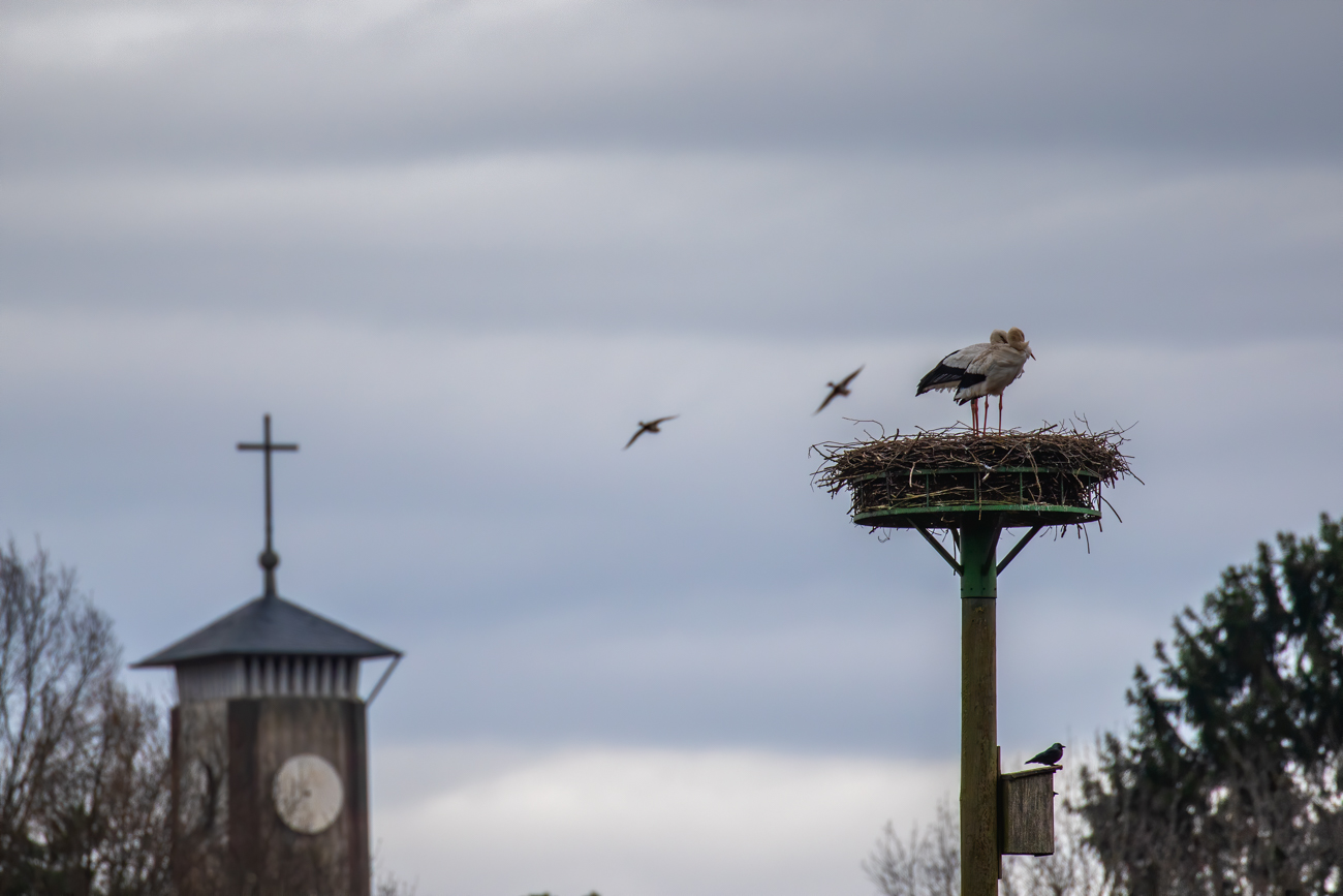 Abschied von den St&ouml;rchen - f&uuml;r heute ;-)