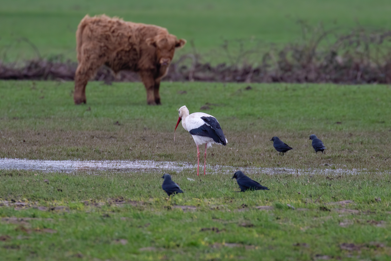 Storch, Kr&auml;hen und K&auml;lbchen