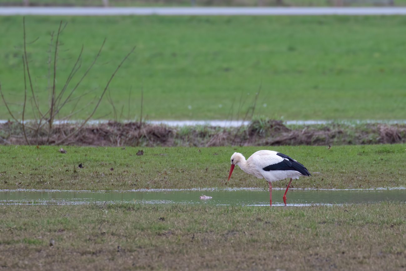 Storch auf Futtersuche