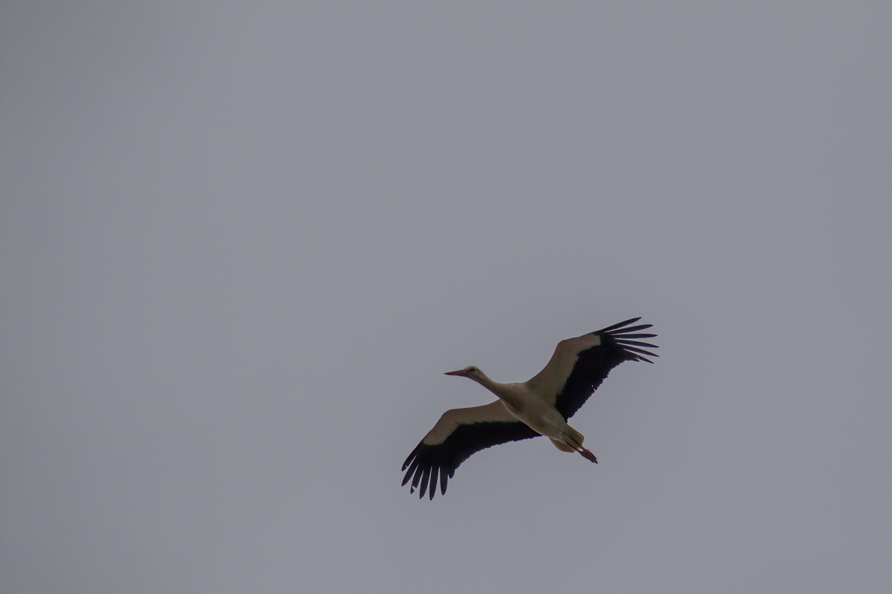 Ein fremder Storch n&auml;hert sich
