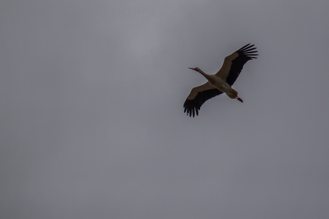 Er kreist &uuml;ber dem beedener Nest