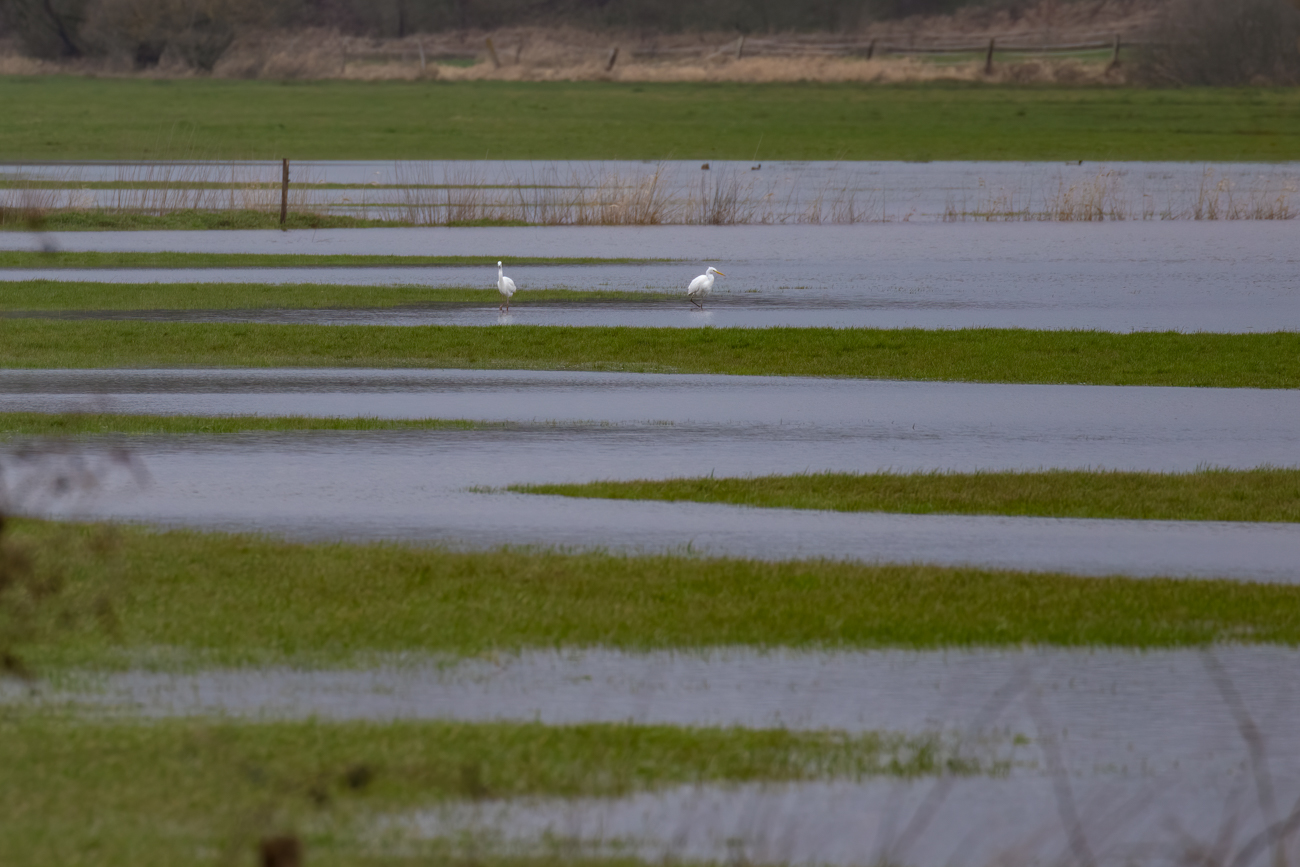 Silberreiher auf &uuml;berschwemmter Wiese