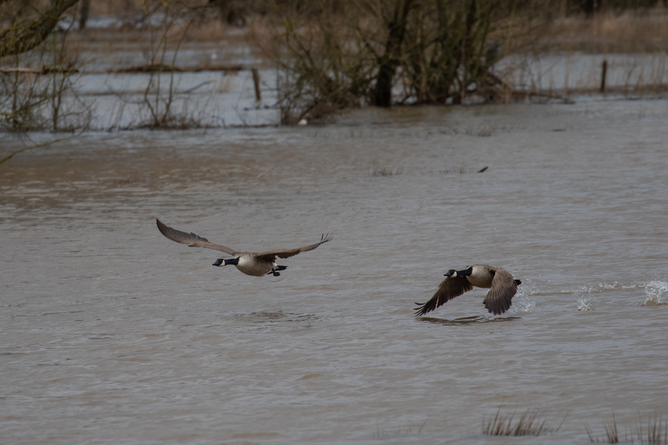 Startende Kanadag&auml;nse