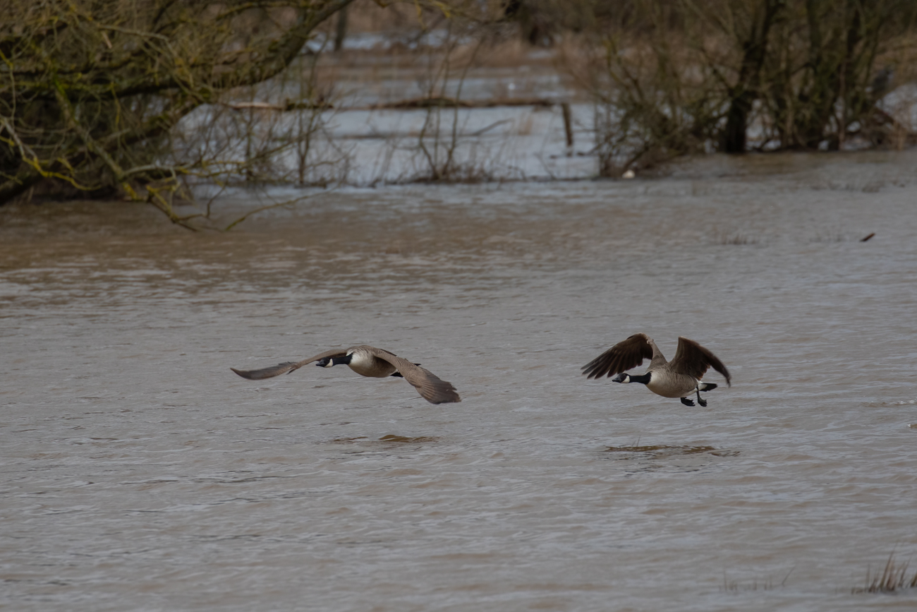 Startende Kanadag&auml;nse