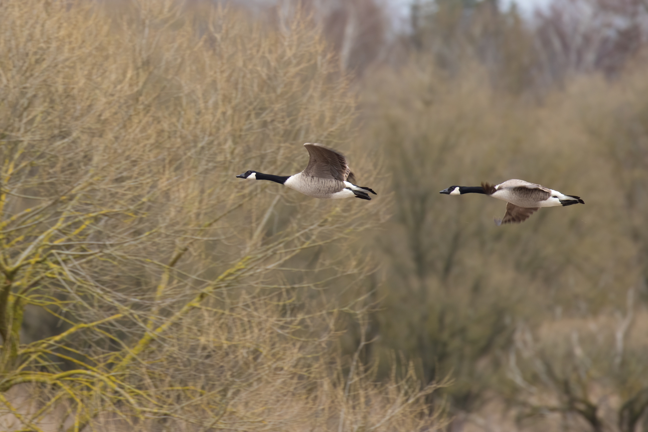 Fliegende Kanadag&auml;nse