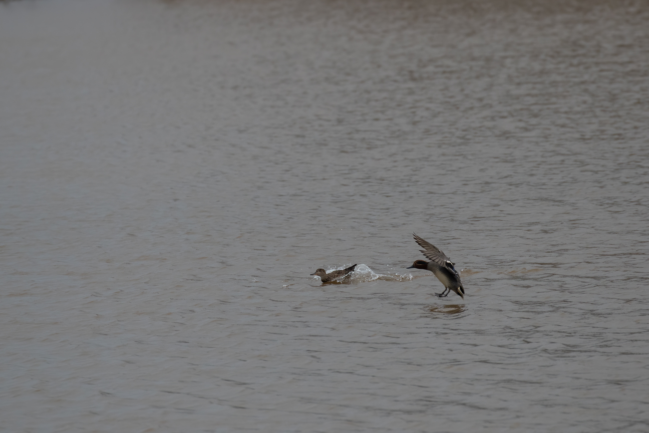 Krickenten bei der Landung