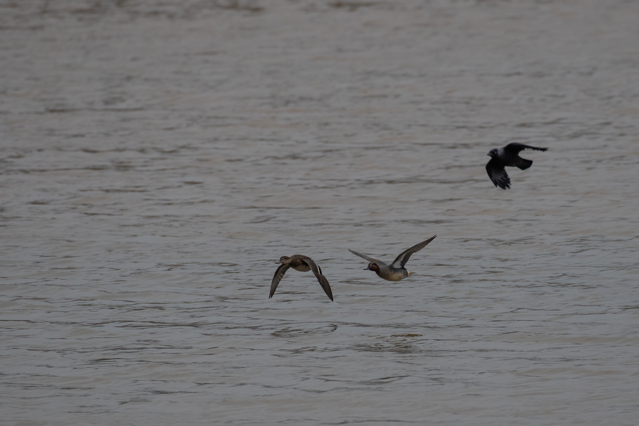 Krickenten und Nebelkr&auml;he