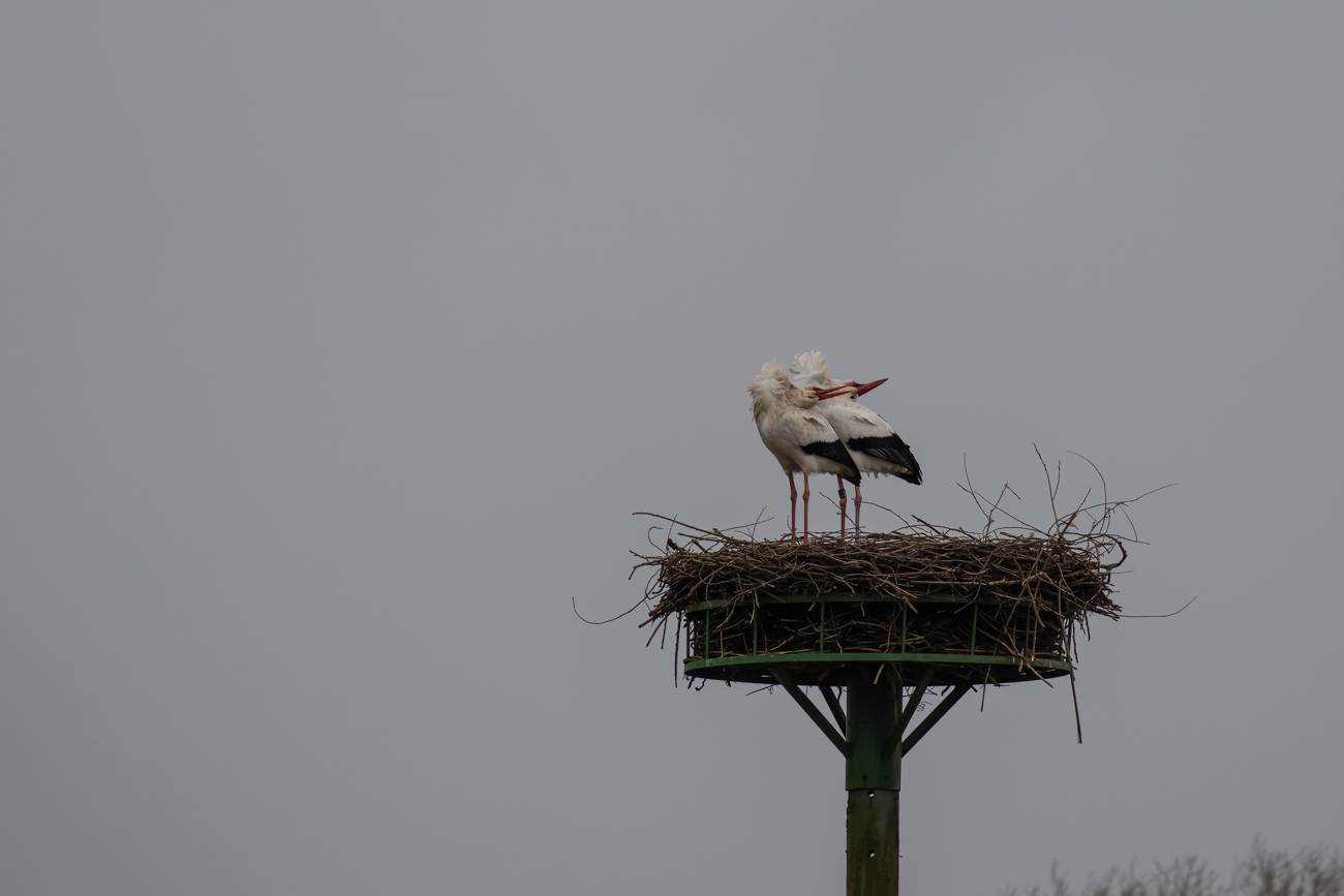 Der fremde Storch bringt Aufregung im Nest ...