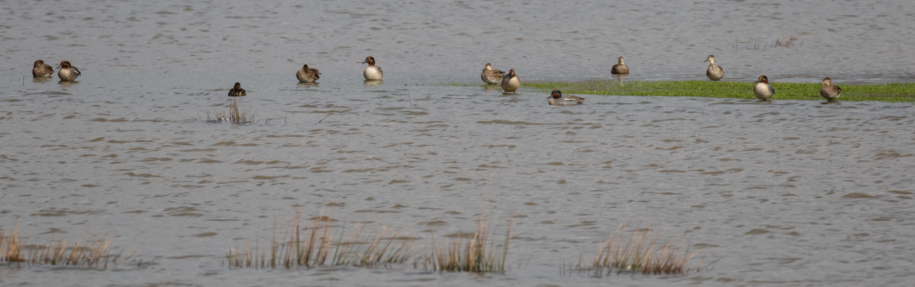 Zahlreiche Enten genie&szlig;en die Fluten