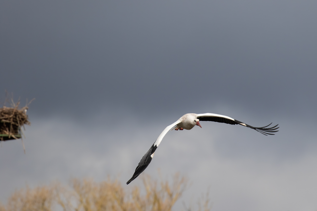 Einer der St&ouml;rche startet zu einem Erkundungsflug