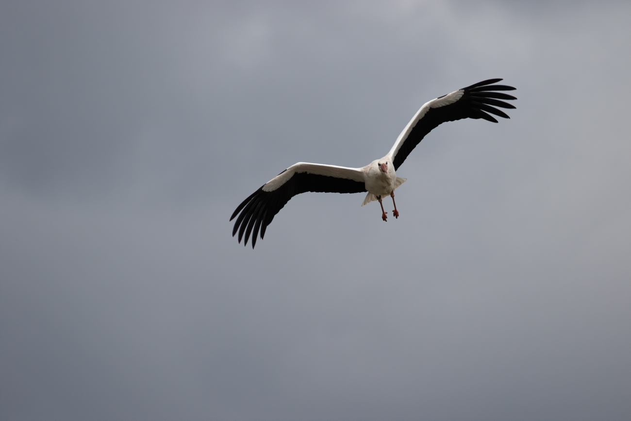 Majest&auml;tisches Schweben