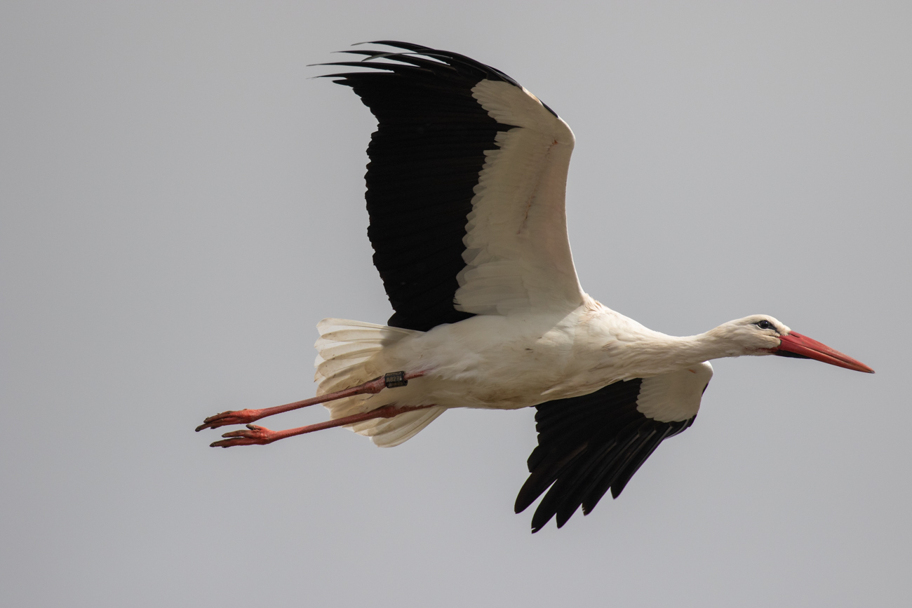 Noch einige Flugaufnahmen