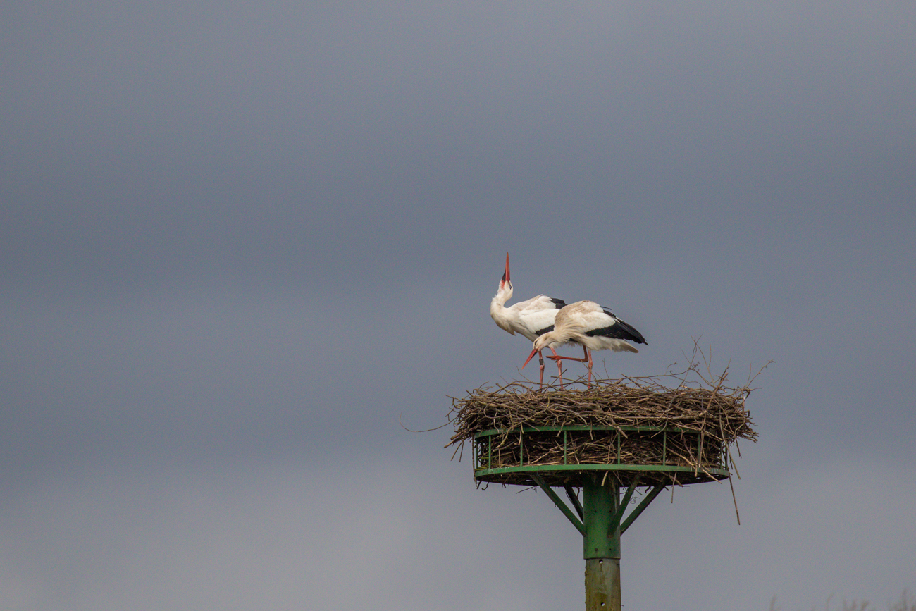 Freudige Begr&uuml;&szlig;ung durch den Partner