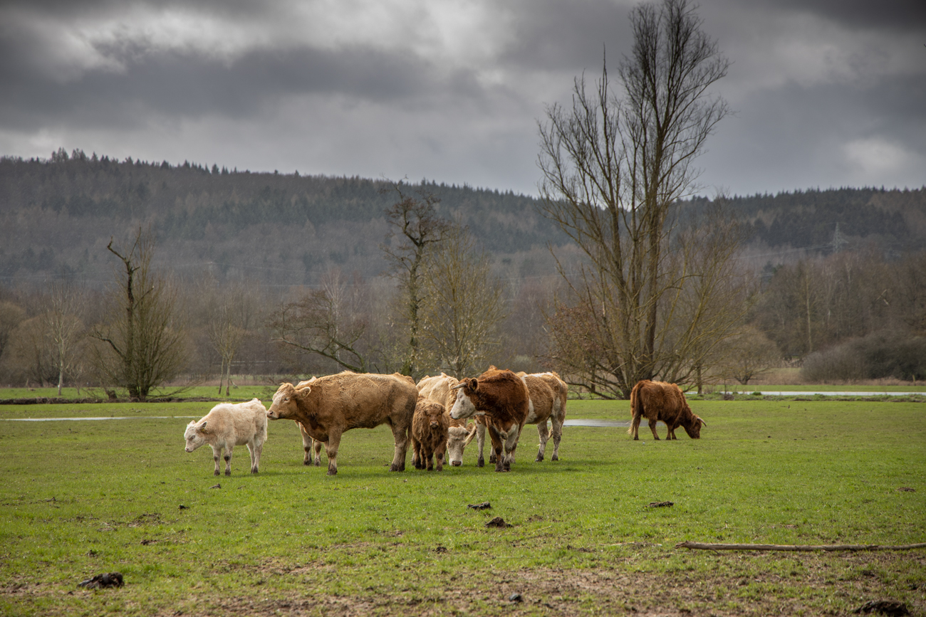 Die K&uuml;he haben zumindest die Weide gewechselt