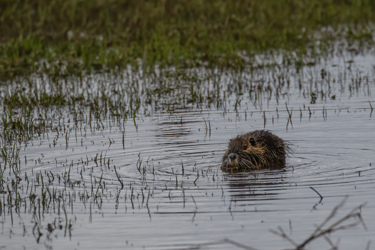 Junger Nutria