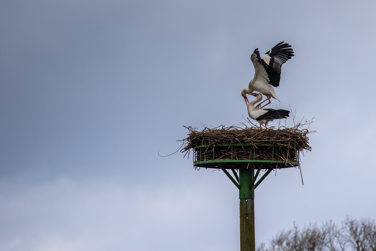 Bei den St&ouml;rchen wird f&uuml;r Nachwuchs gesorgt