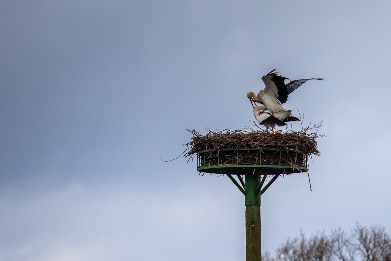Hoffen wir auf gesunde Nachkommen