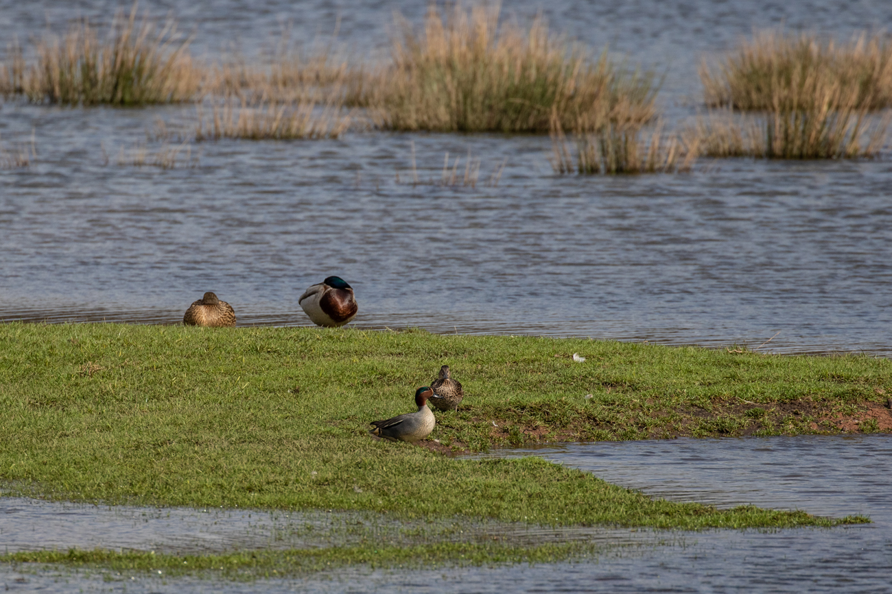 Stock- und Krickenten