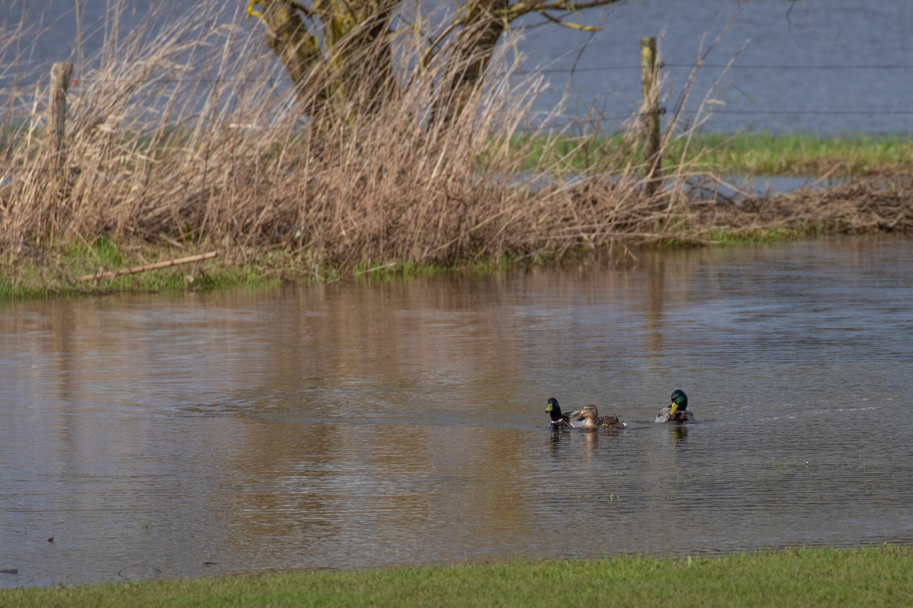 Stockenten, zwei Erpel, eine Ente