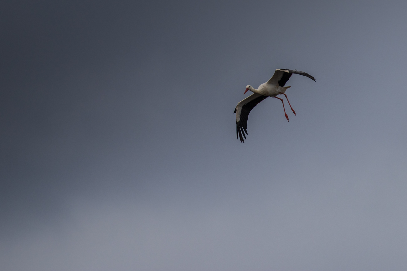 Ein fremder Storch n&auml;hert sich dem Nest