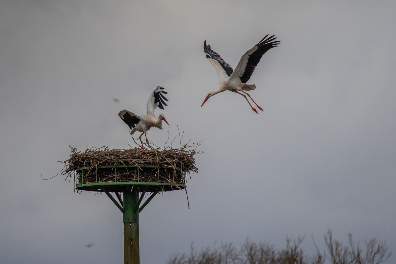 Von einem Vogel des Storchenpaares wird der "Angriff" abgewehrt ...