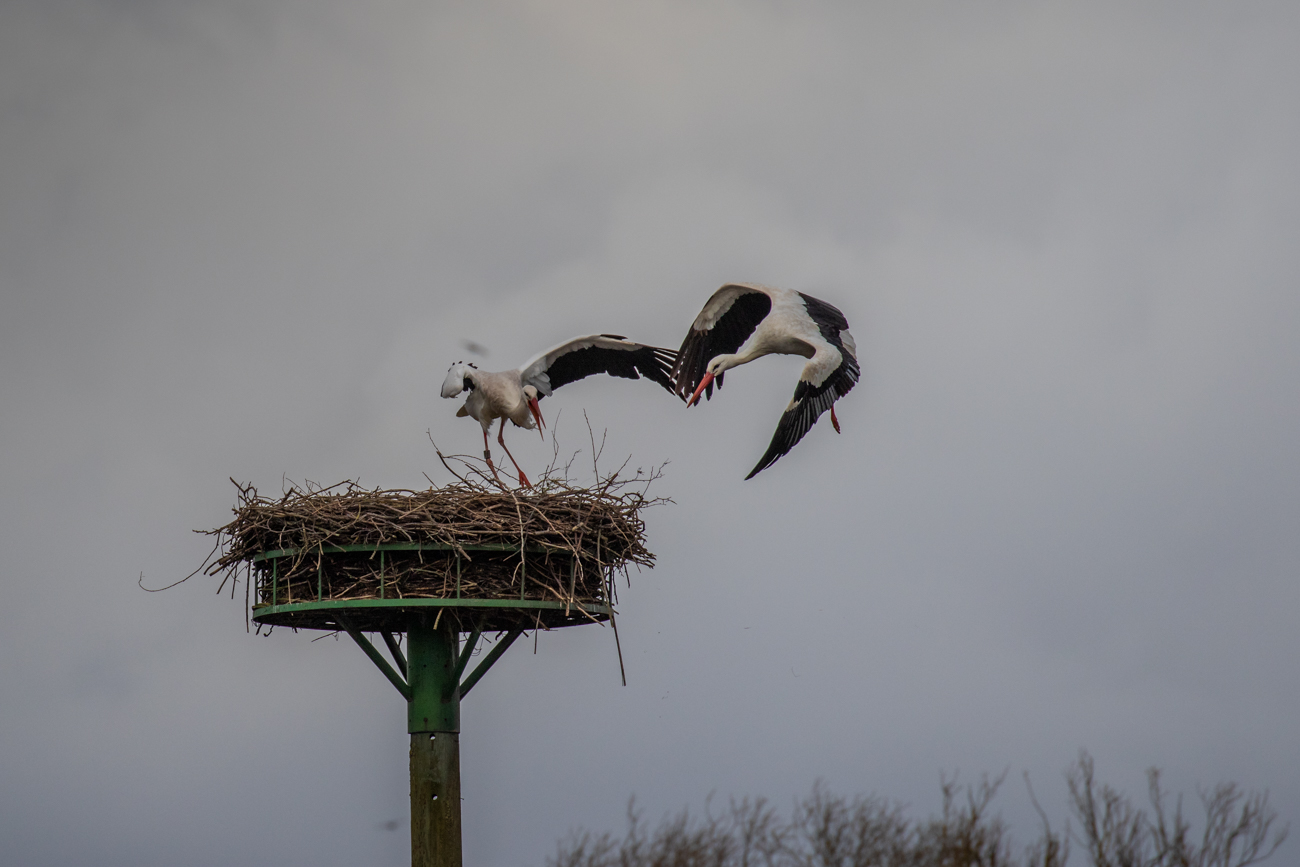 ... und das fremde Tier verjagt