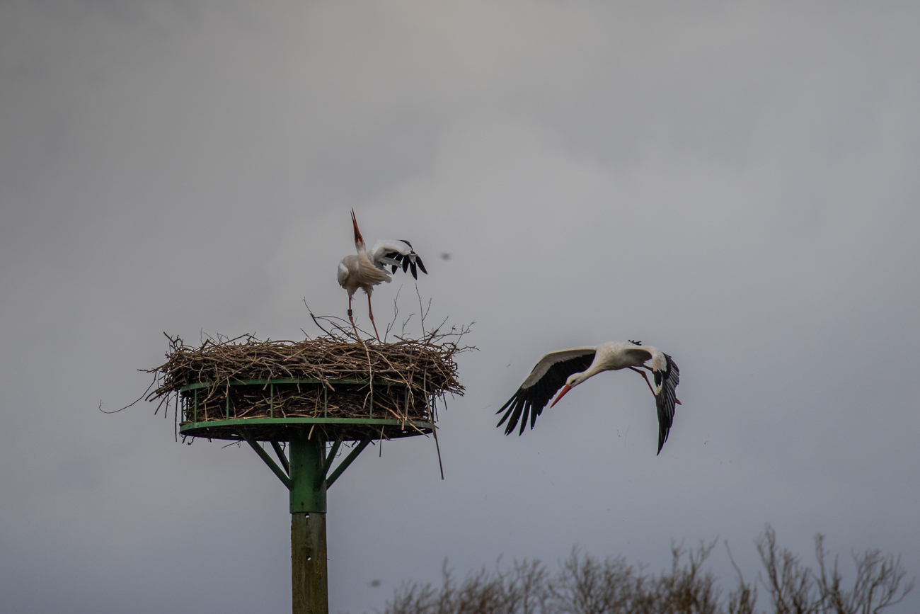 Der Fremde fl&uuml;chtet ...