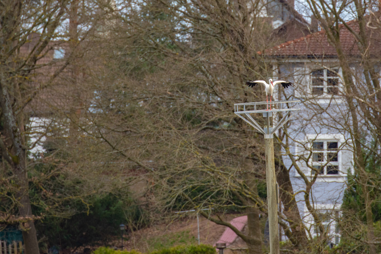 ... zu einer leeren Nisthilfe in der N&auml;he