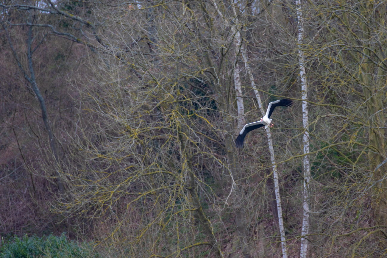 ... und vertreibt den fremden Storch