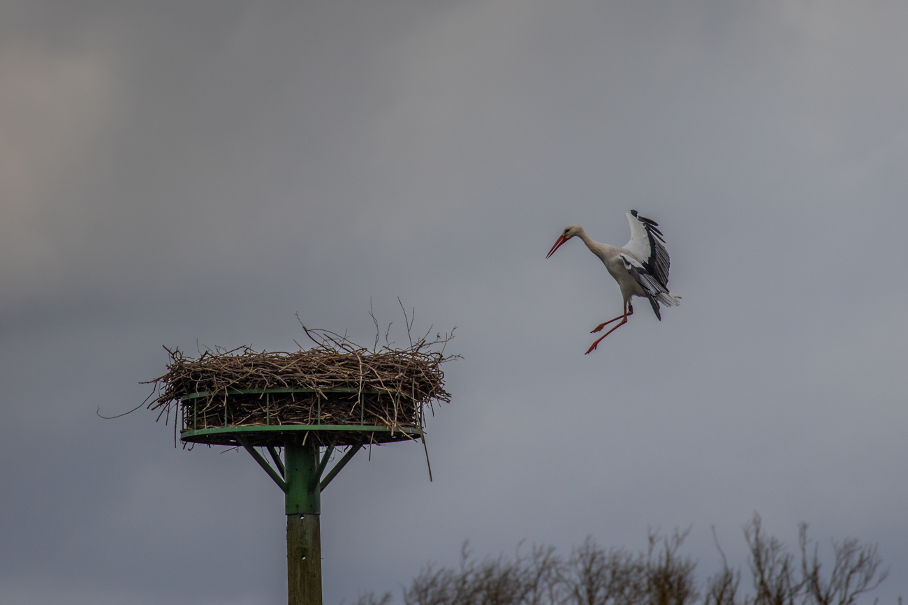 R&uuml;ckkehr zum Nest ...