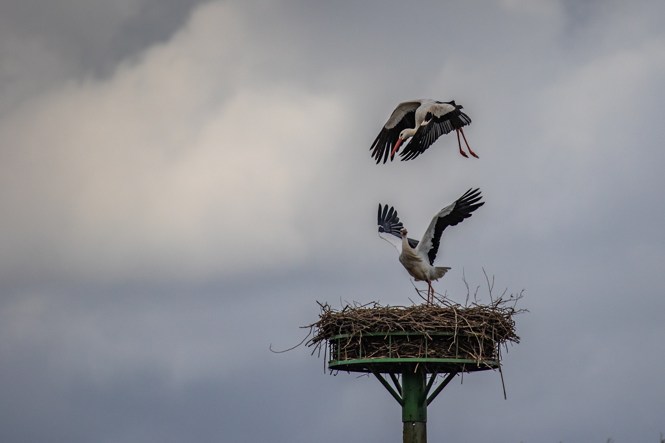 ... und erneuter "Angriff" des Fremdstorches